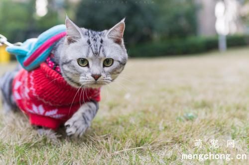 如何让猫咪记住自己的名字？