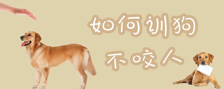 怎样样训狗没有咬人