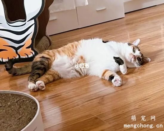 如何训练你的猫咪与众不同
