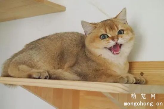 如何训练小猫使用猫砂？