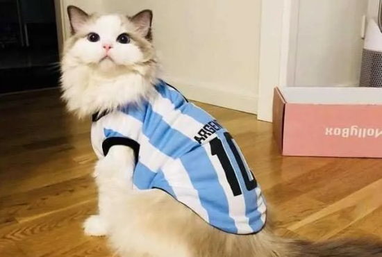 如何训练猫咪不乱抓咬
