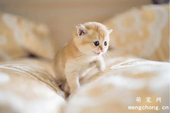 如何训练猫咪不认生？