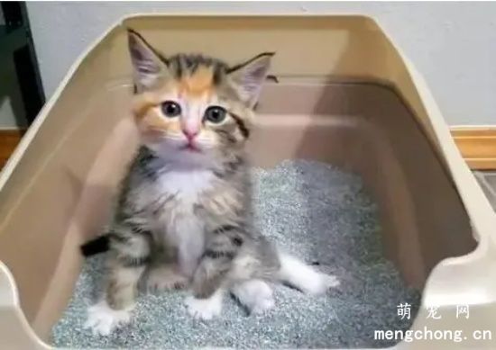 如何训练猫咪使用洗手间?