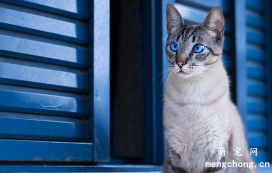 如何训练猫咪晚上不吵主人