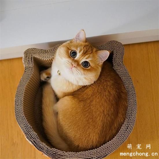 如何训练猫咪自己上厕所？