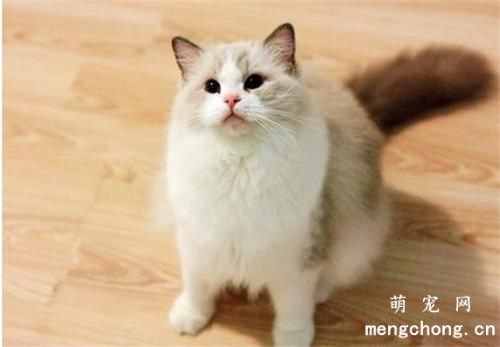 如何训练猫在指定地方大小便？