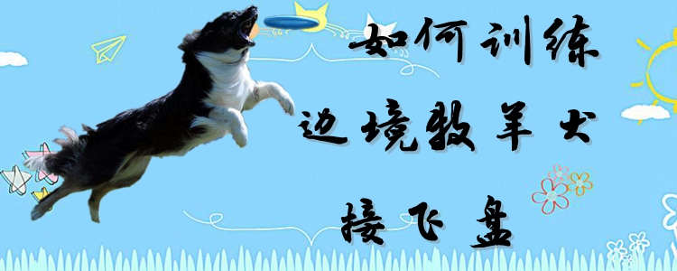 怎么样练习边疆牧羊犬交飞盘