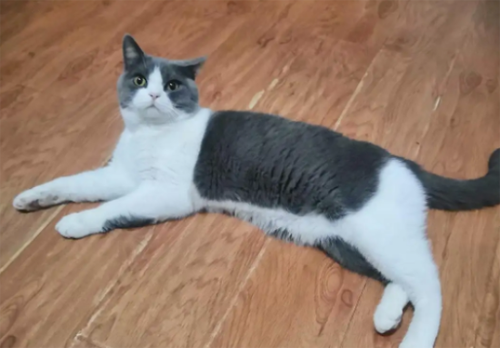 如何鉴别是不是猫鼻支 猫鼻支有哪些症状