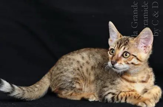 如何防止猫咪中暑 预防猫咪中暑小妙招
