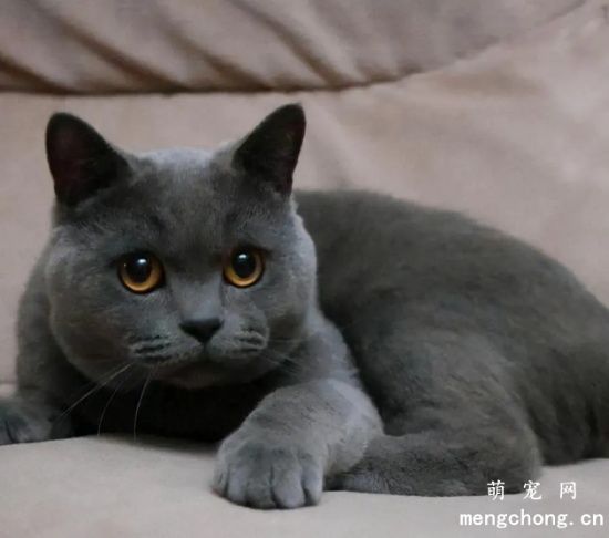 如何阻止公猫半夜嚎叫?