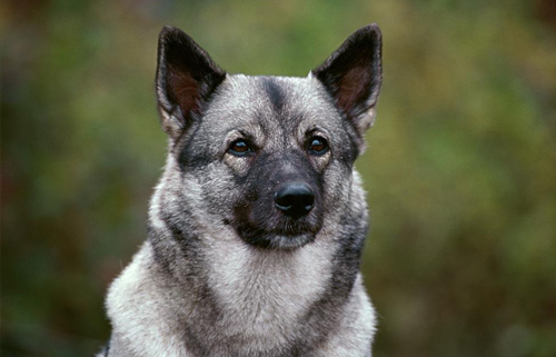 如何预防犬的肠炎型细小病毒病?(图1) 如何预防犬的肠炎型细小病毒病?