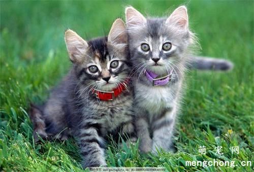 如何预防猫咪过敏？
