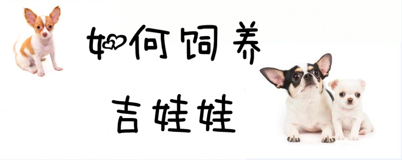 怎么样豢养吉娃娃