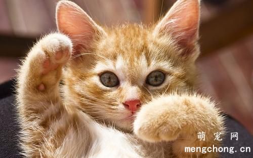 如保喂养幼龄小猫咪？