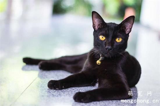 孟买猫好养吗？孟买猫的性格特点