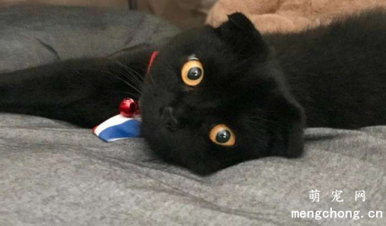 孟买猫应该如何饲养