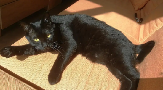 孟加拉猫的性格怎样?