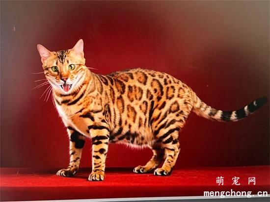 孟加拉豹猫好养吗？孟加拉豹猫的特点