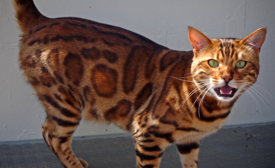 孟加拉豹猫的特点是什么?