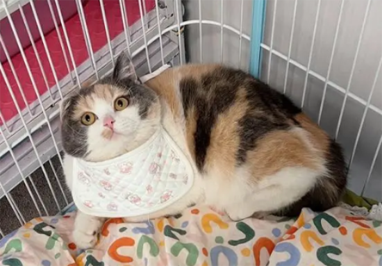 宠物店给猫猫洗澡要多少钱