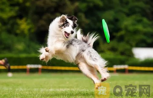 宠物狗狗接飞盘怎么训练？