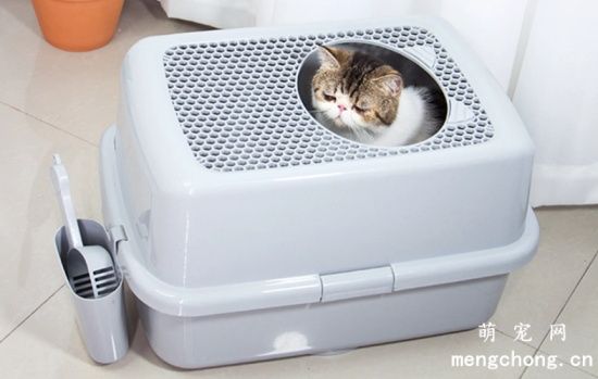 宠物猫不愿意使用猫砂盆怎么办？
