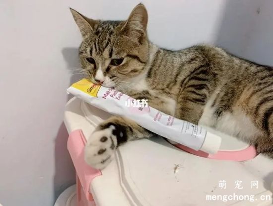 宠物猫使用化毛膏的一些注意事项