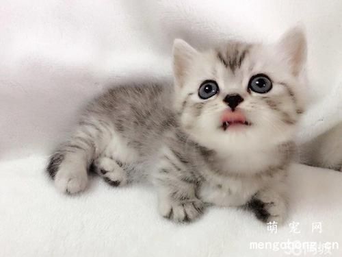 宠物猫几个月算成年？
