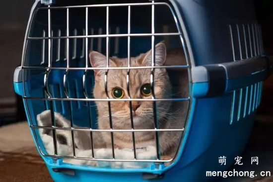 宠物猫可以带上高铁吗？猫咪托运的流程是什么？