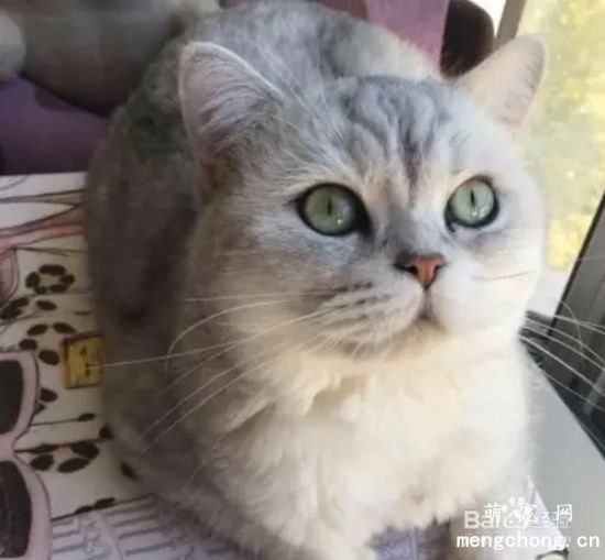 宠物猫咪眼睛发炎的症状及治疗方法