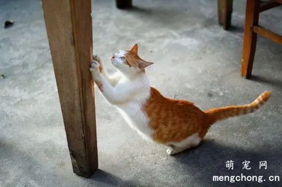 宠物猫喜欢磨爪子是怎么回事？