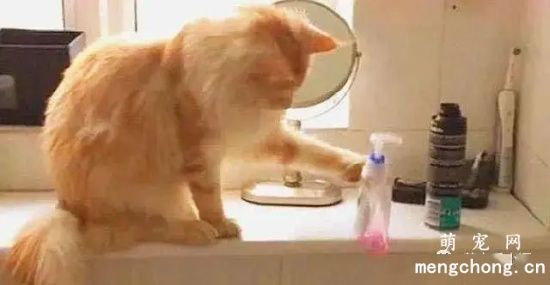宠物猫常见的几个动作行为是什么意思？