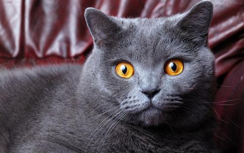 宠物猫怎么喂驱虫药