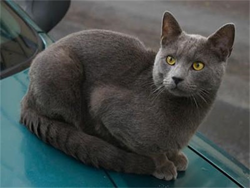 宠物猫托运注意事项有什么？