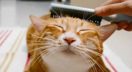 宠物猫掉毛严重怎么办