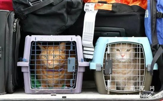 宠物猫空运之前需要注意些什么？