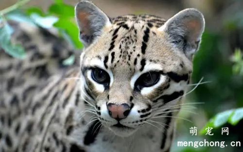 宠物猫维生素C缺乏的症状？
