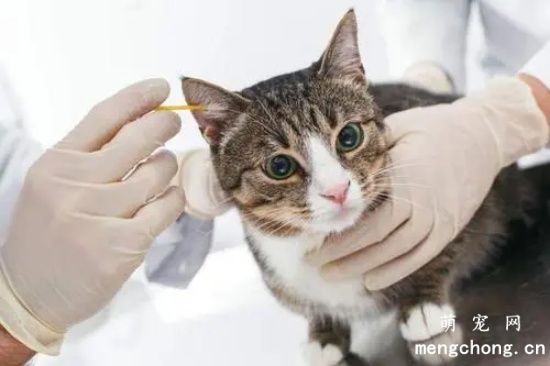 宠物猫耳朵发臭是什么原因？怎么清理耳朵？