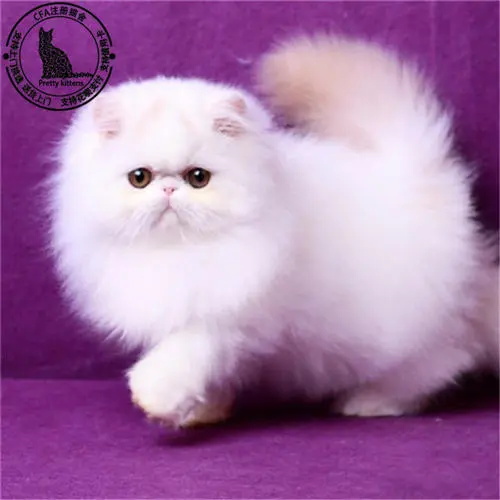 宠物猫能不能吃火腿