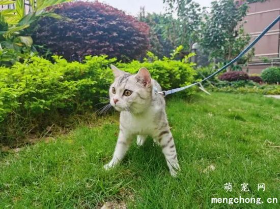 宠物猫需不需要溜？溜猫的注意事项