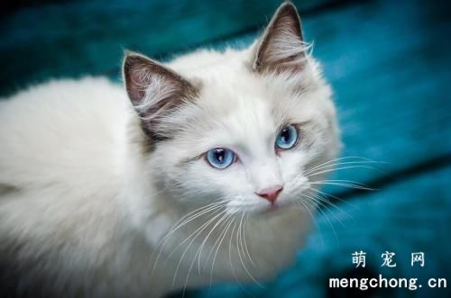 宠物猫食物过敏的症状及原因