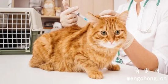 家养猫要打几针疫苗？