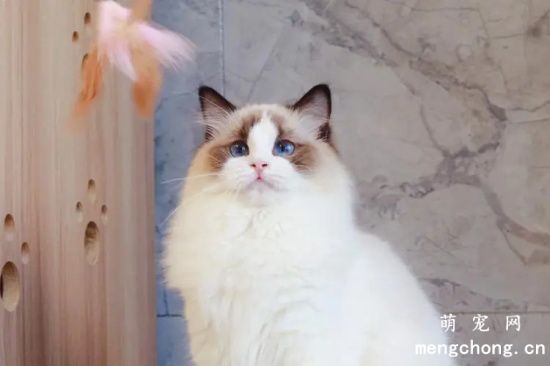 家养的猫会得狂犬病吗？