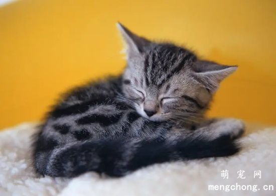 家庭中养猫的常见注意事项