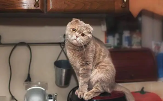 家里养猫到底好不好