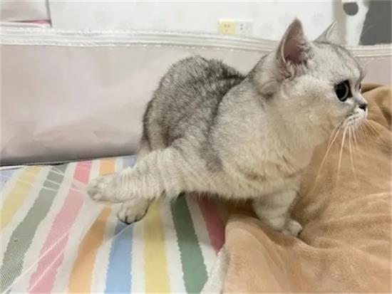 家里养猫可以用什么灭蚊子的