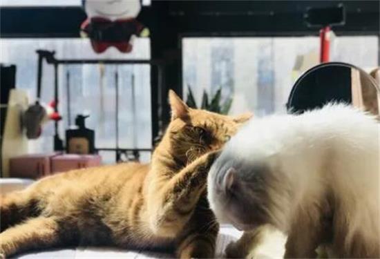 家里有猫臭味怎么消除