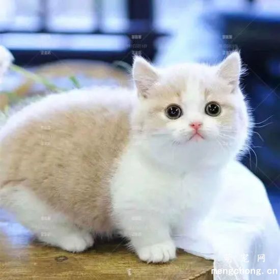 家里没有猫粮了怎么办？家里没猫粮先给猫吃什么？