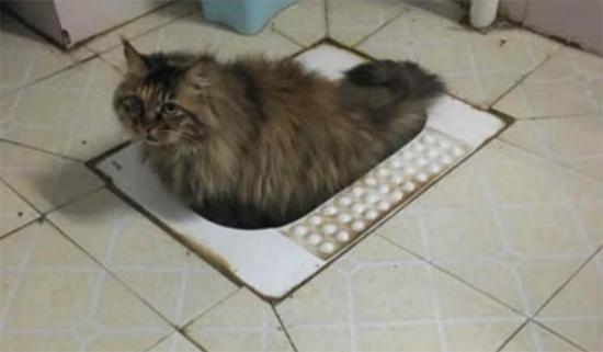 家里猫总在卫生间嚎叫