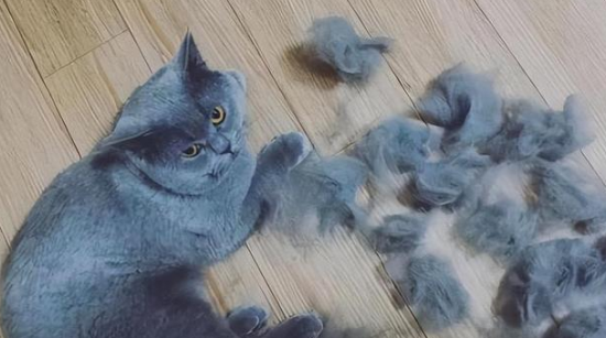 家里猫毛太多该怎么处理